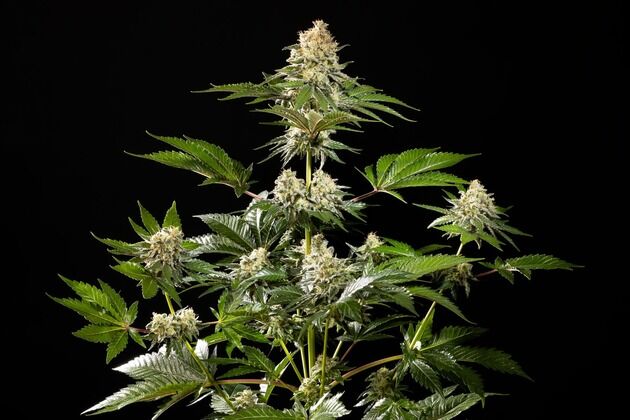 Sunset Sherbet Go Fast feminised cannabis seeds by Kannabia for indoor and outdoor